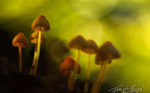 The Art of Capturing Live Images