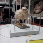 Dolly the sheep clone